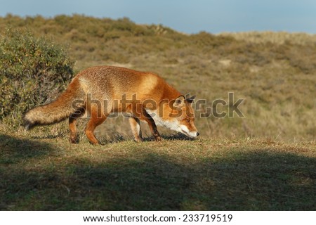 Red fox in the dutch dunes