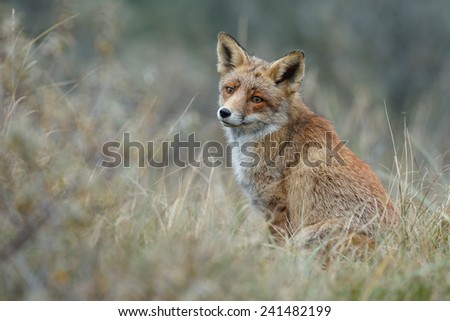 Red fox looks over his shoulder to the photographer