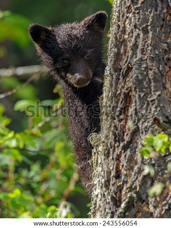 Little bear bear cub clamped in a tree