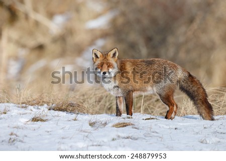 Red fox standing in white snow in wintertime