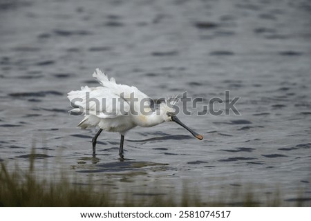 Similar – Image, Stock Photo a common walk through the nature
