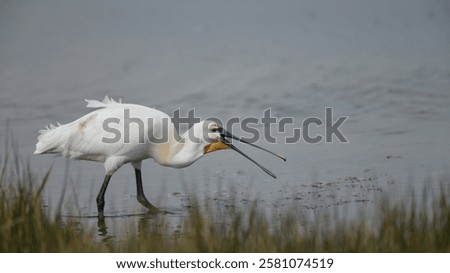 Similar – Image, Stock Photo a common walk through the nature