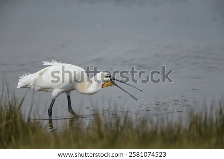 Similar – Image, Stock Photo a common walk through the nature