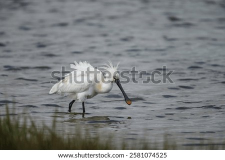 Similar – Image, Stock Photo a common walk through the nature