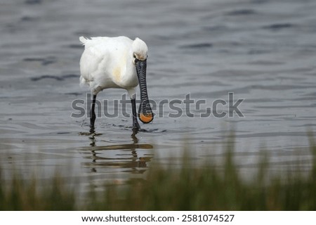 Similar – Image, Stock Photo a common walk through the nature