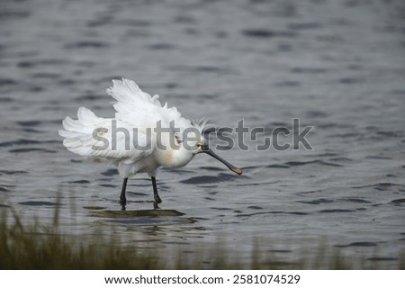 Similar – Image, Stock Photo a common walk through the nature