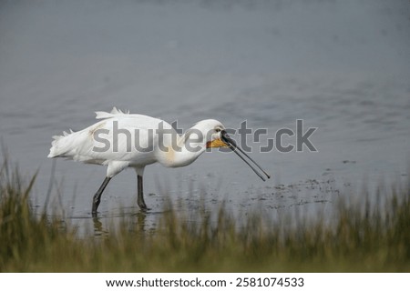 Similar – Image, Stock Photo a common walk through the nature