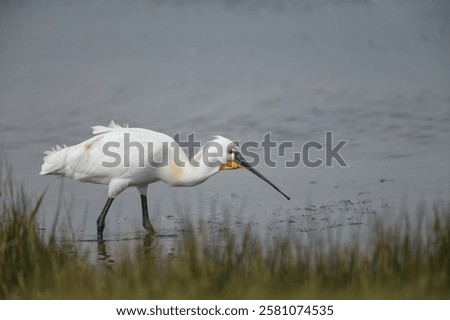 Similar – Image, Stock Photo a common walk through the nature