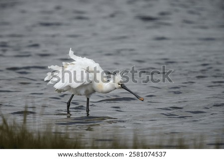 Similar – Image, Stock Photo a common walk through the nature
