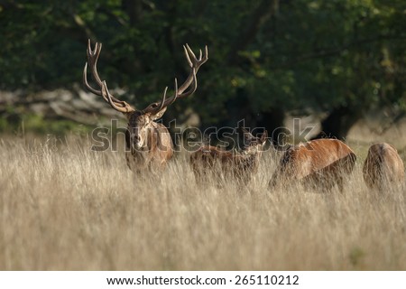 Red deer male and a group female deer