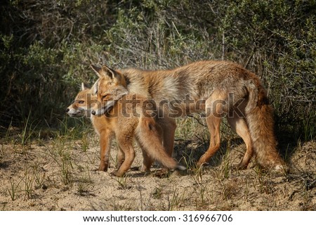 Red fox and her cub cuddling