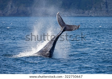 Tail slapping humpback whale