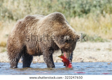 Brown bear eating a red salmon