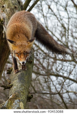 A red fox climbing a tree
