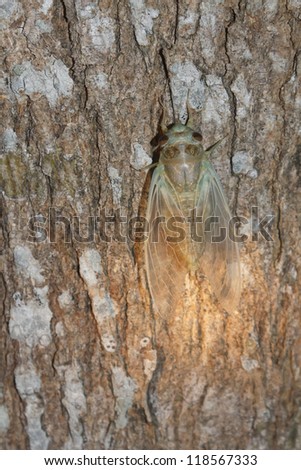 New cicada shedding it\'s skin on tree
