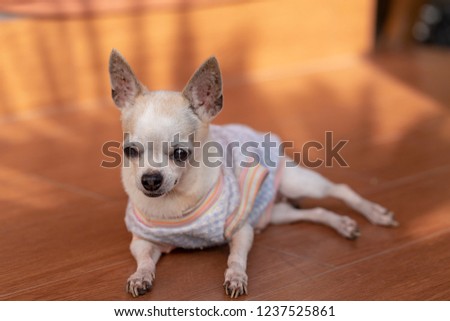 Portrait Of White Short Haired Chihuahua Dog Images And Stock