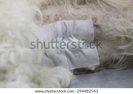 Dog surgery wound after operation