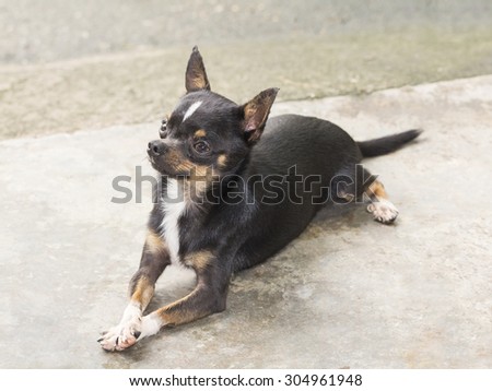 Short haired chihuahua dog resting