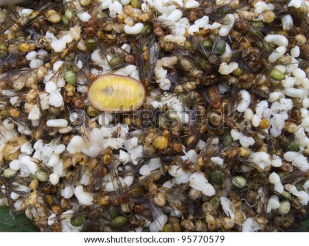 Newly hatched red ants (Myrmicinae) and ant larva