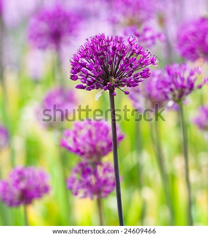 Similar – Image, Stock Photo Pink ornamental garlic with drops of water