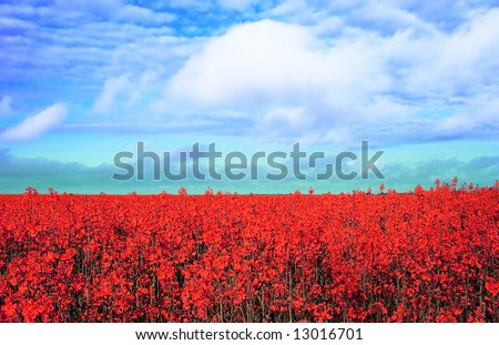 meadow with many red flowers