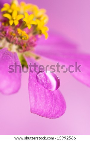 close-up petals of pink flower with water drop, macro (shallow DOF)