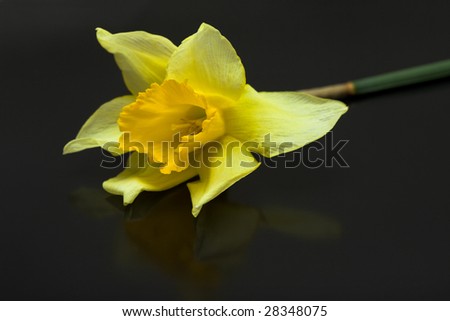 yellow daffodil isolated on a black background