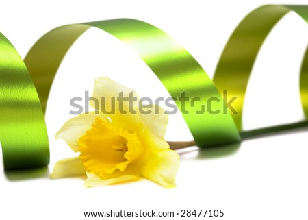 yellow daffodil isolated on a white background