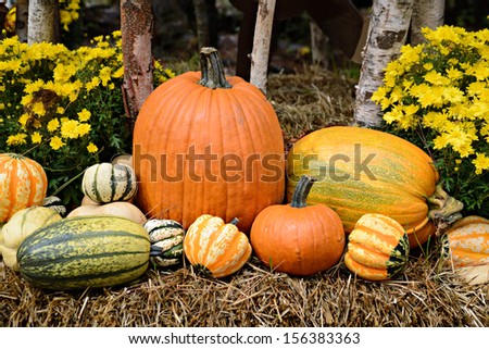 Autumn decor in a woodland setting.  Pumpkins, squash, gourds, chrysanthemums, and hay arranged in a fall outdoor display.