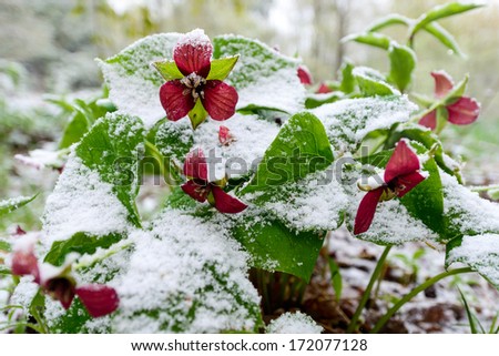 Red Trillium erectum caught in an unexpected late spring snowfall.  A reminder to gardeners against planting too early in the gardening season.
