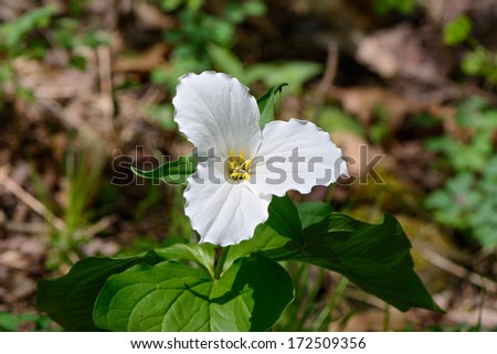 A single White Trillium growing on the forest floor.  Trillium grandiflorum is the official emblem of the Province of Ontario and the State Wildflower of Ohio.