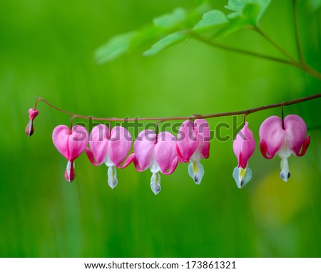 Pink Bleeding Hearts photographed with using shallow DOF - Depth of Field.