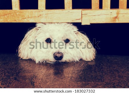 A Bichon Frise or mix breed dog  gazes longingly with his head resting between a barrier gate and the floor.  Processed for an aged vintage retro look.