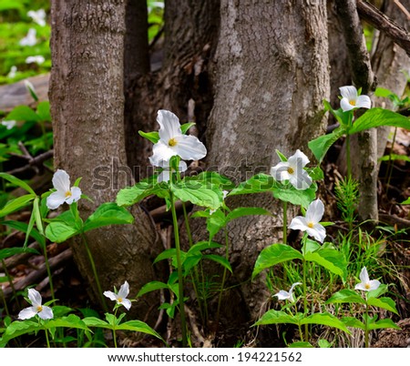A small bed of white trilliums blooming at the base of a tree.  Trillium grandiflorum is the official emblem of the Province of Ontario and the State Wildflower of Ohio.