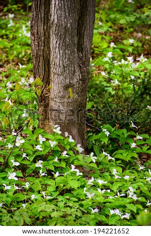 A large bed of white trilliums blooming at the base of a tree.  Trillium grandiflorum is the official emblem of the Province of Ontario and the State Wildflower of Ohio.