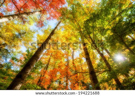 A low angle view of the bright sun shining through colorful autumn leaves on trees in a forest.