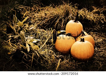Pumpkins in field.  Low key tinted filtered for a vintage dark and moody feel.