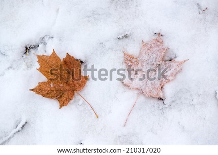 A close up of two brown maple leaves side by side on the snow covered ground.  One is covered in snow the other is not.