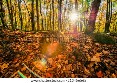 Sun rays shining through an autumn forest of trees.  Photographed directly into the sun to produce intentional lens flare.
