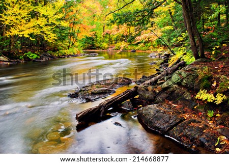 A stream runs though a colorful forest during the autumn season.