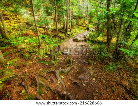 A high angle photograph of a descending path in a forest during the autumn season.  The rocky path has roots growing out onto it.