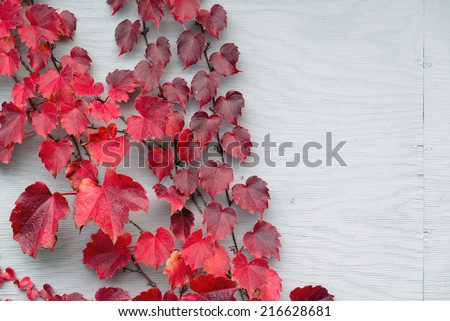 Red autumn grape vines and leaves covering part of a painted wooden background.  Room for copy space.