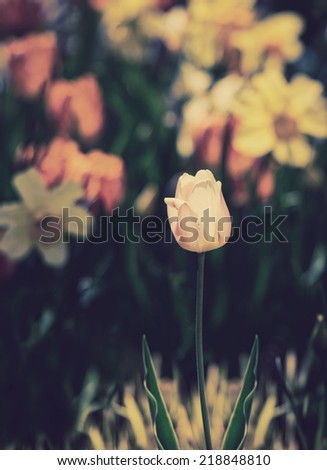 A single pink tulip in focus with orange tulips and yellow daffodils blurred in the background during the spring season.   Filtered for a retro, vintage look.
