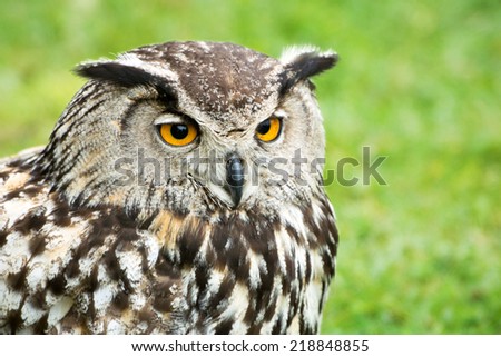 A close up portrait of a great horned owl head against the green grass.