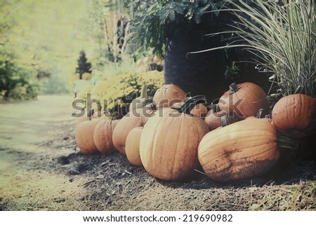 A group of orange pumpkins lay on the ground around a garden display outside during the autumn season.  Filtered for a retro, vintage look.
