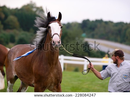 Bracebridge, Canada - September 15,  2013 - A man steadies his horse during a competition at the annual Bracebridge Fall Fair in Canada.