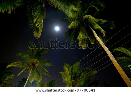 Beautiful palm trees illuminated by the moon