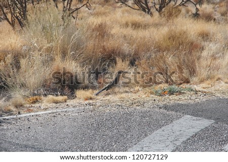An American Roadrunner (bird) stops briefly next a speed bump on a paved road through the New Mexico desert