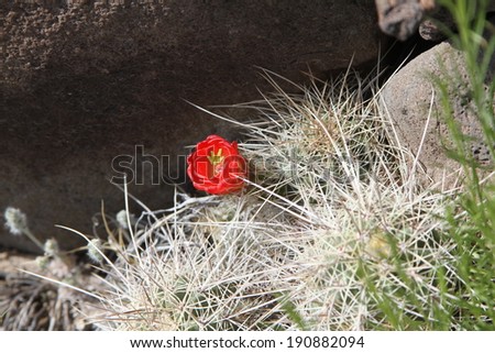 A solitary red flower rises above the spines of a cactus as it blooms in the springtime desert of New Mexico.