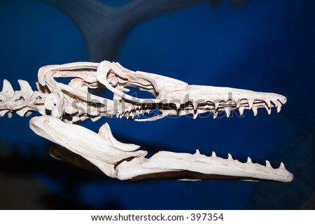 dinosaur bone head